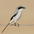 Adult. Note: short bill, broad black mask, white throat, and darker gray cap and back. Adult. Note: short bill, broad black mask, white throat, and darker gray cap and back.