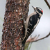 Male. Note: short bill, black marks on white outer tail feathers.